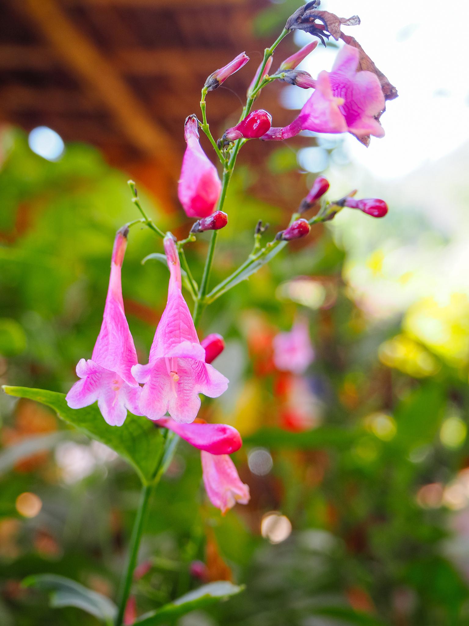 倒挂金钟,又称为吊钟花,是一种常见的盆栽植物