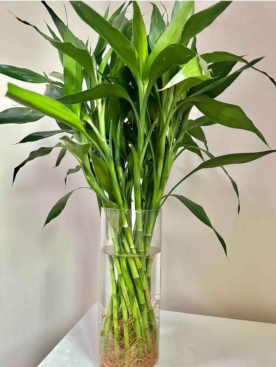 富贵竹扦插繁殖方法 富贵竹是一种受欢迎的室内观赏植物,如果您希望将