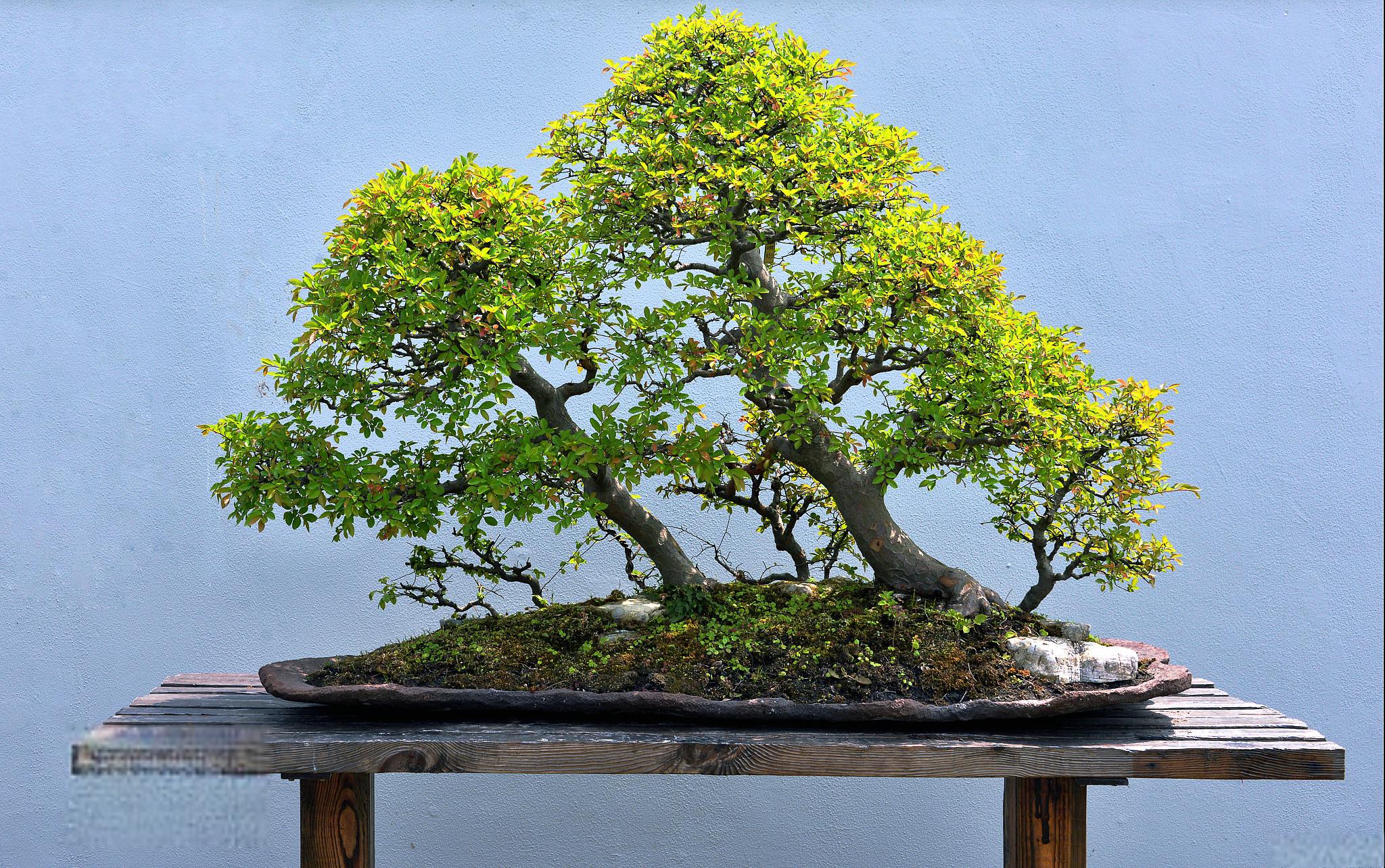 雀梅盆景制作与评赏 雀梅是一种常见的盆景植物,其形态特征复杂而独特