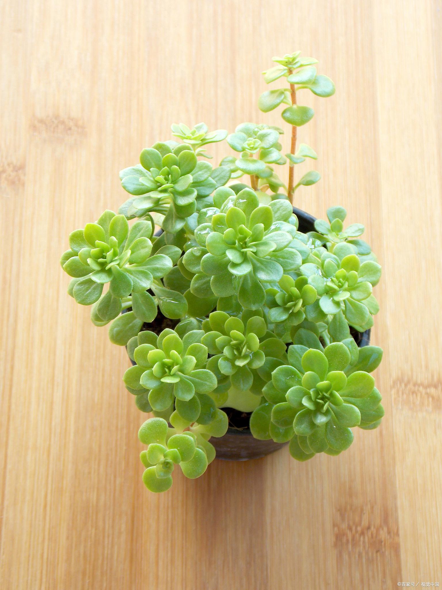 本文将对碰碰香植物的驱蚊效果进行探究,并介绍其种植方法和注意事项.