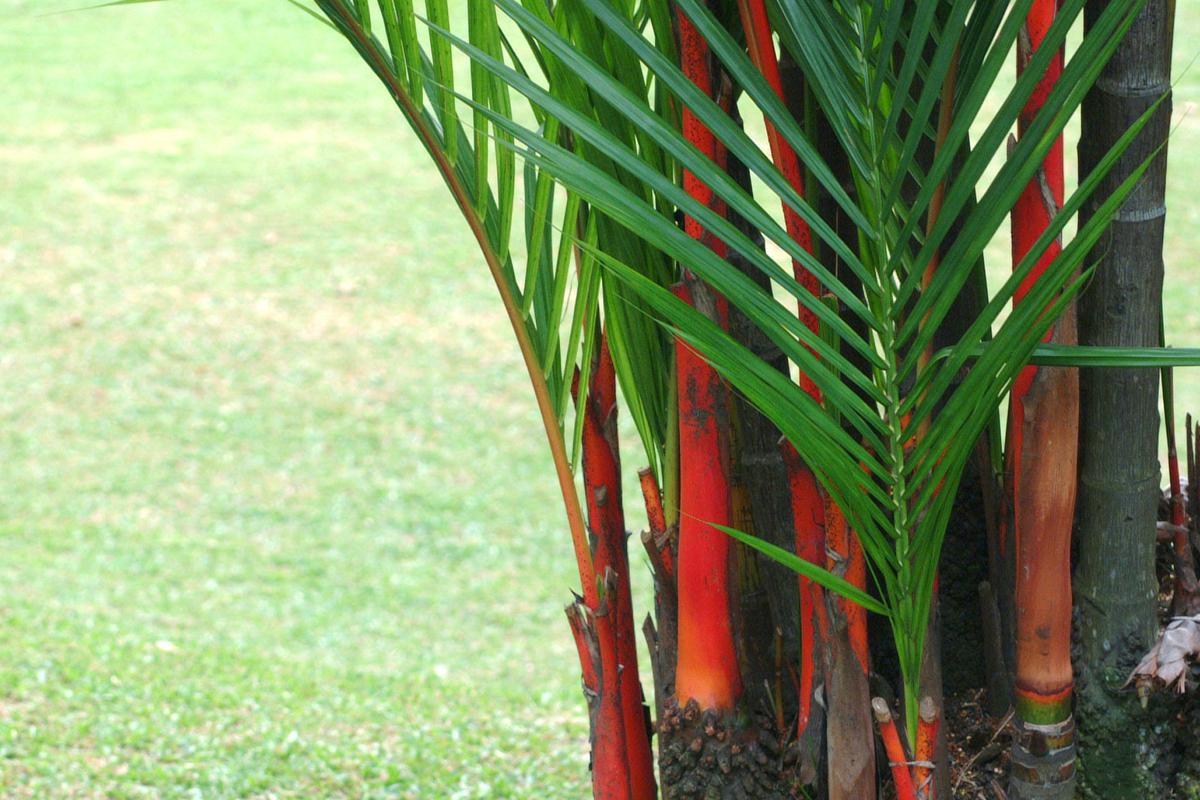 凤尾竹的养护方法 凤尾竹,也称黄金葛,华南葛等,是一种常见的观叶植物