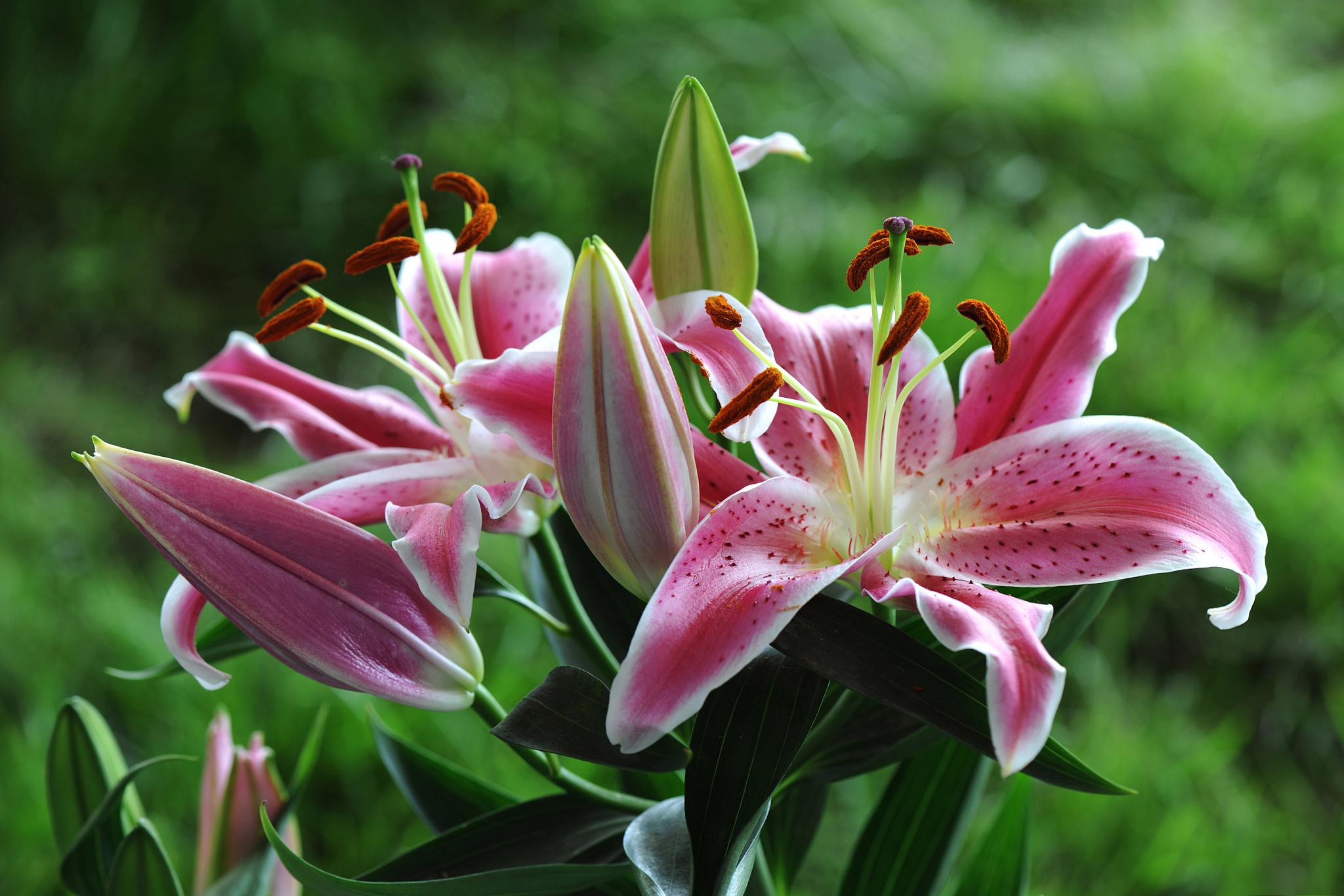 百合花开后的处理方法 百合花开过后,需要进行一些处理,以确保植株