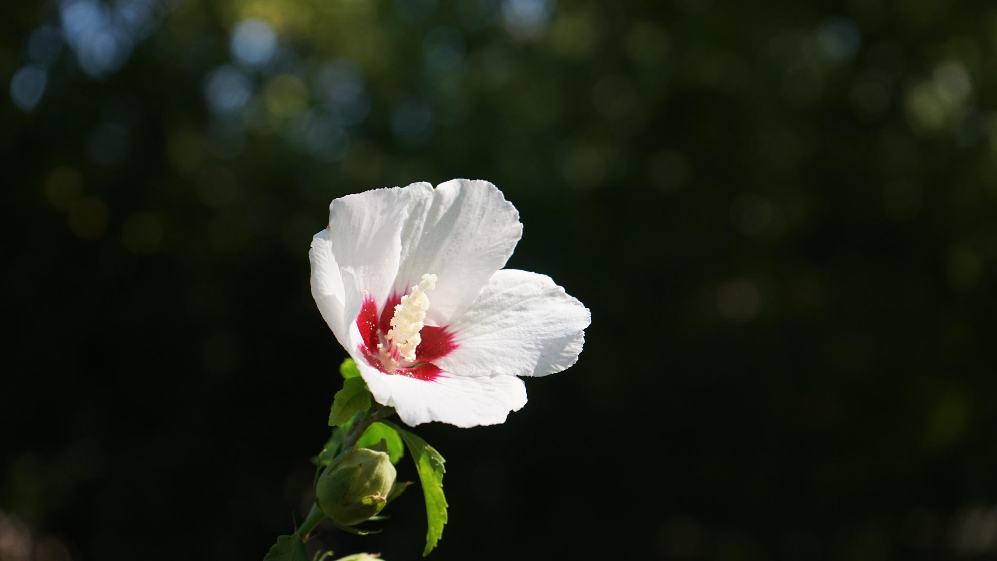 夏季木槿花养护指南 夏季是木槿花盛开的季节,但也是最需要精心养护的