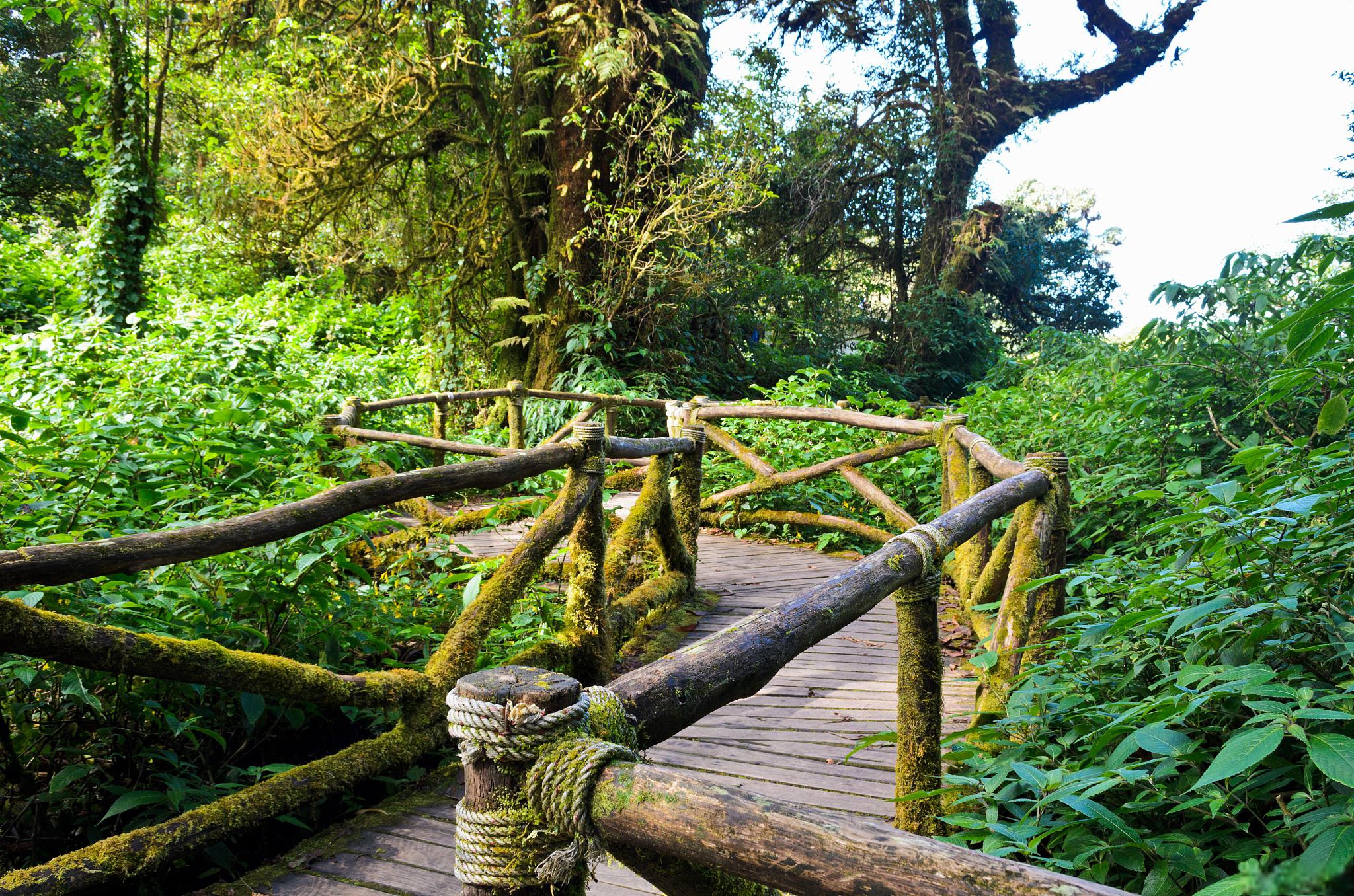 西双版纳原始森林公园,你的大自然度假胜地 云南西双版纳原始森林公园