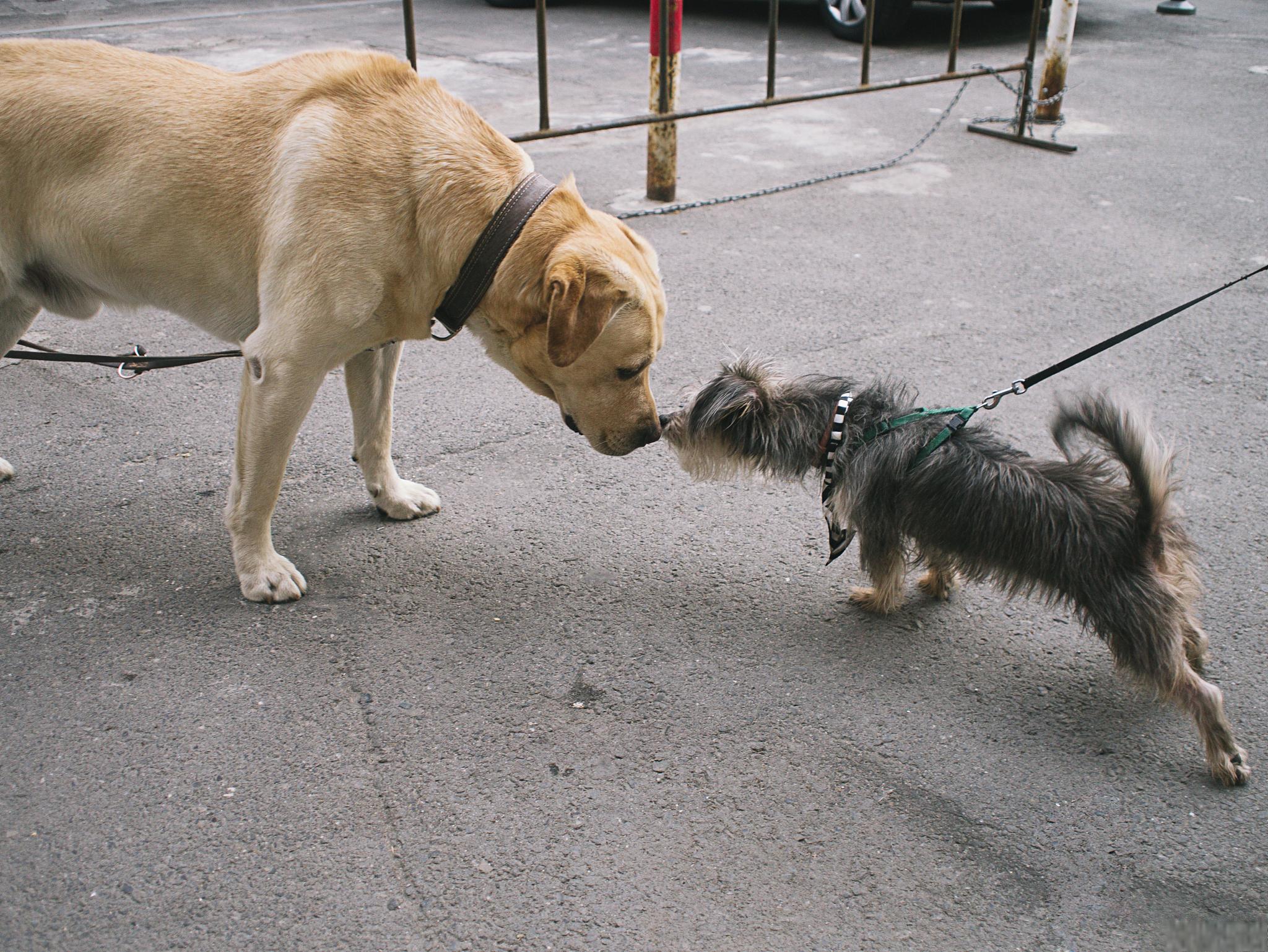 媒体评"不拴狗绳一律捕捉" 郑州市二七区采取的严查没有栓绳子的狗的