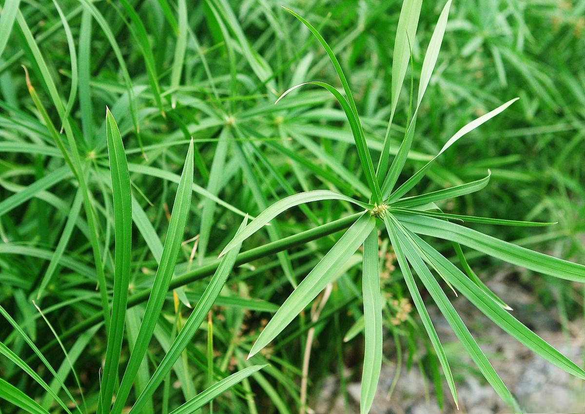 风车草的养殖方法和注意事项 风车草是一种观赏价值极高的植物,因其