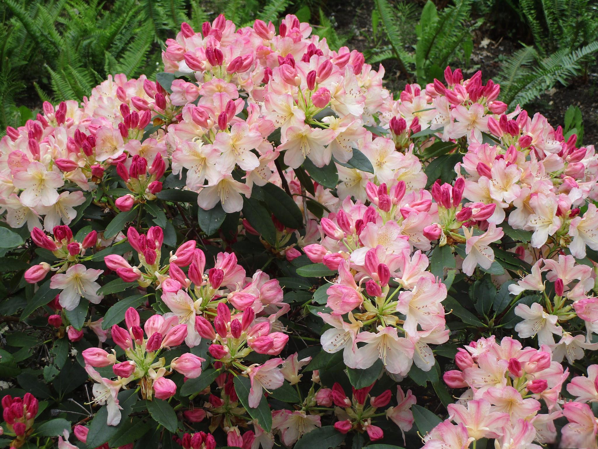 杜鹃花养殖技巧 杜鹃花是一种美丽而常见的灌木植物,被广泛种植用于