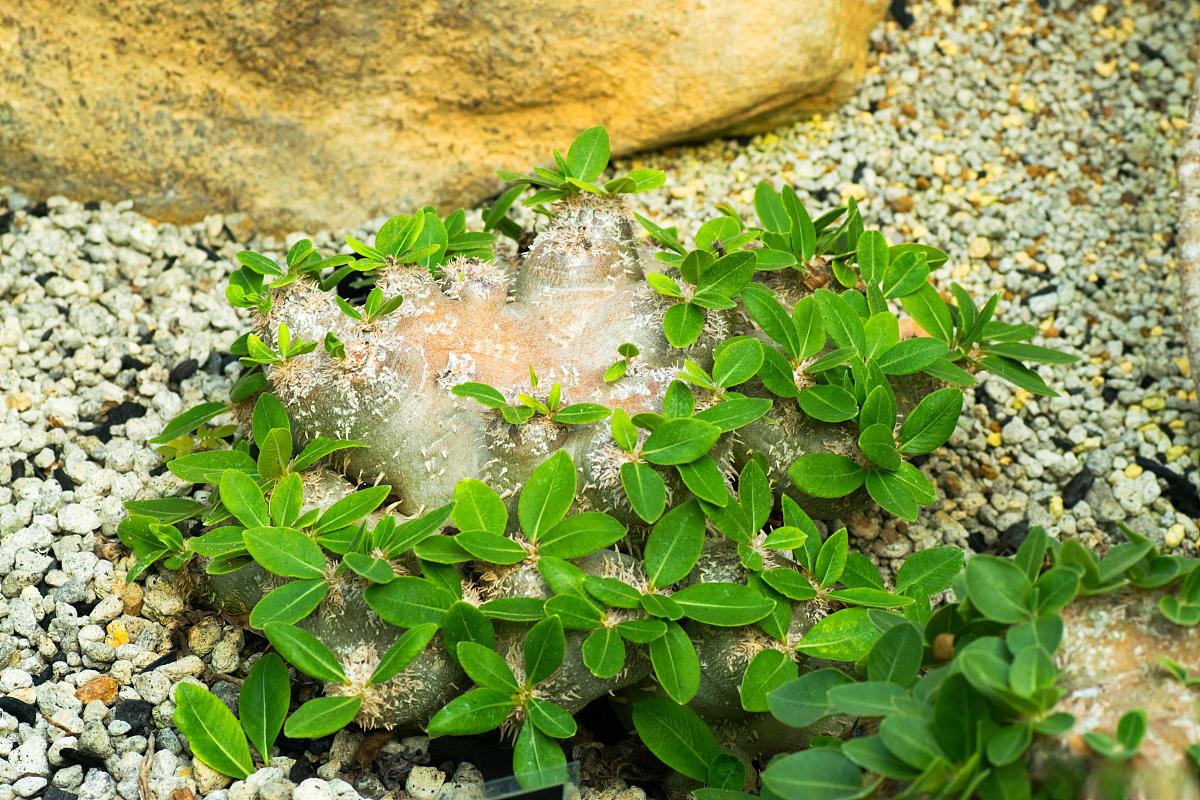 探索乳纹椒草 在多肉植物的世界中,有一种美丽而独特的存在,它就是乳