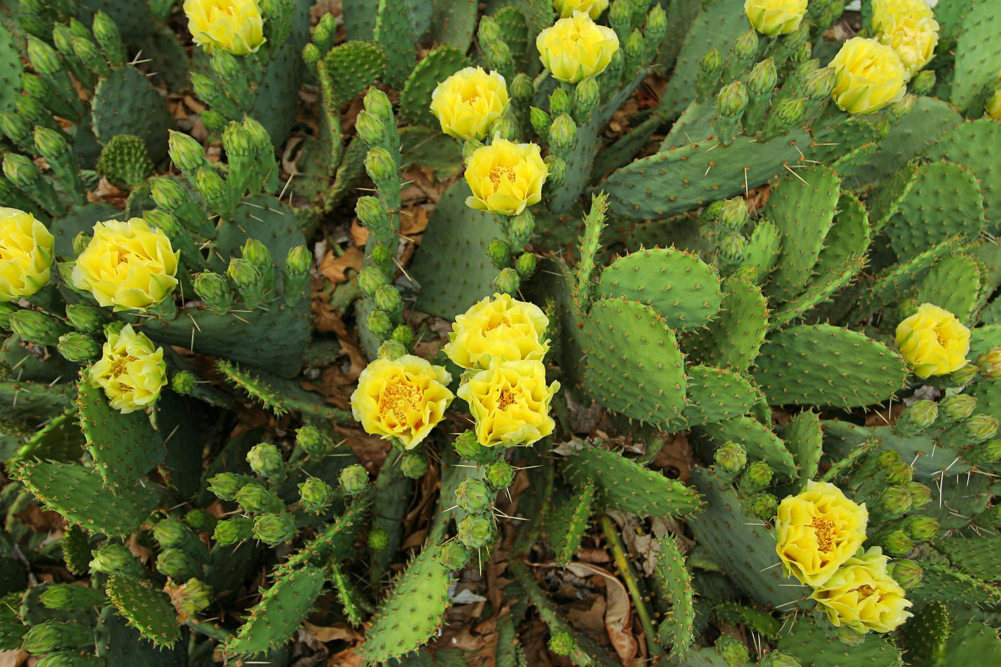 让黄毛掌开花的7个养护方法 黄毛掌是一种常见的室内观叶植物,它以其