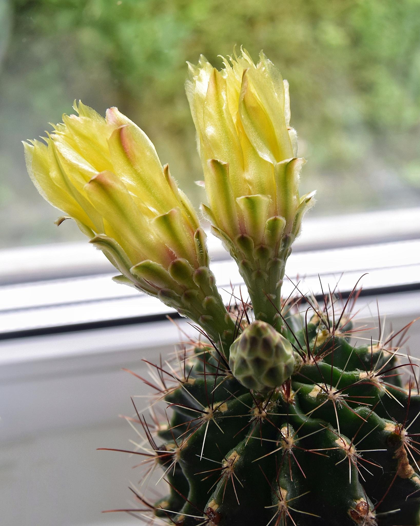 让黄毛掌开花的7个养护方法 黄毛掌是一种常见的室内观叶植物,它以其