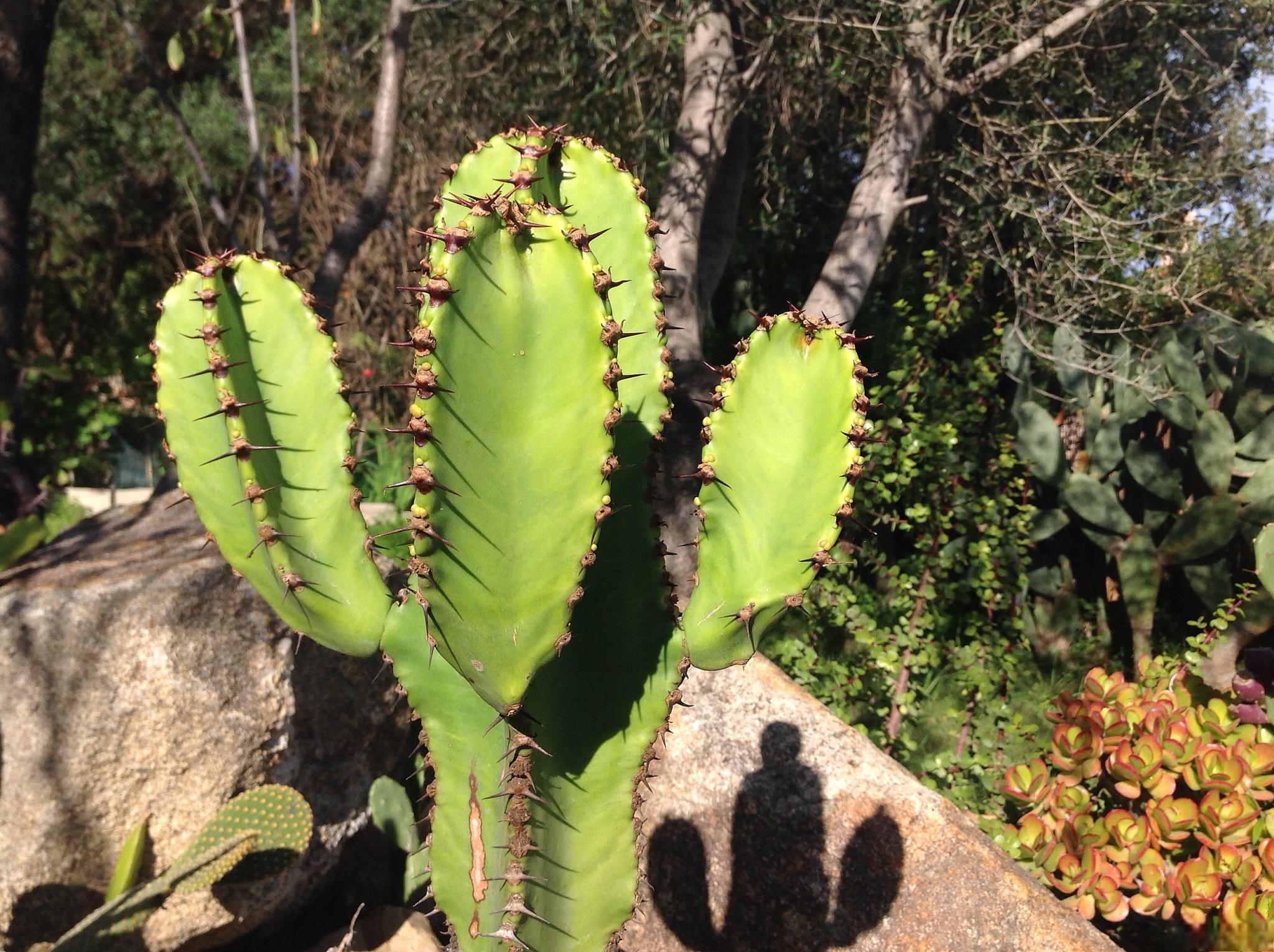 让黄毛掌开花的7个养护方法 黄毛掌是一种常见的室内观叶植物,它以其