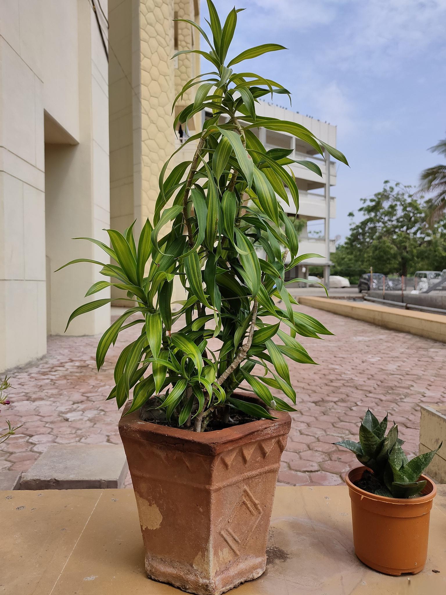 巴西木开花技巧 巴西木是一种常见的室内观叶植物,其观赏价值高,且