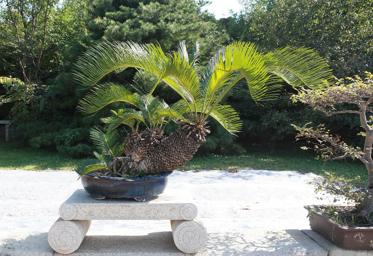 多头铁树盆景养殖方法 铁树,庄严而又典雅,无论是在园林绿化中,还是在