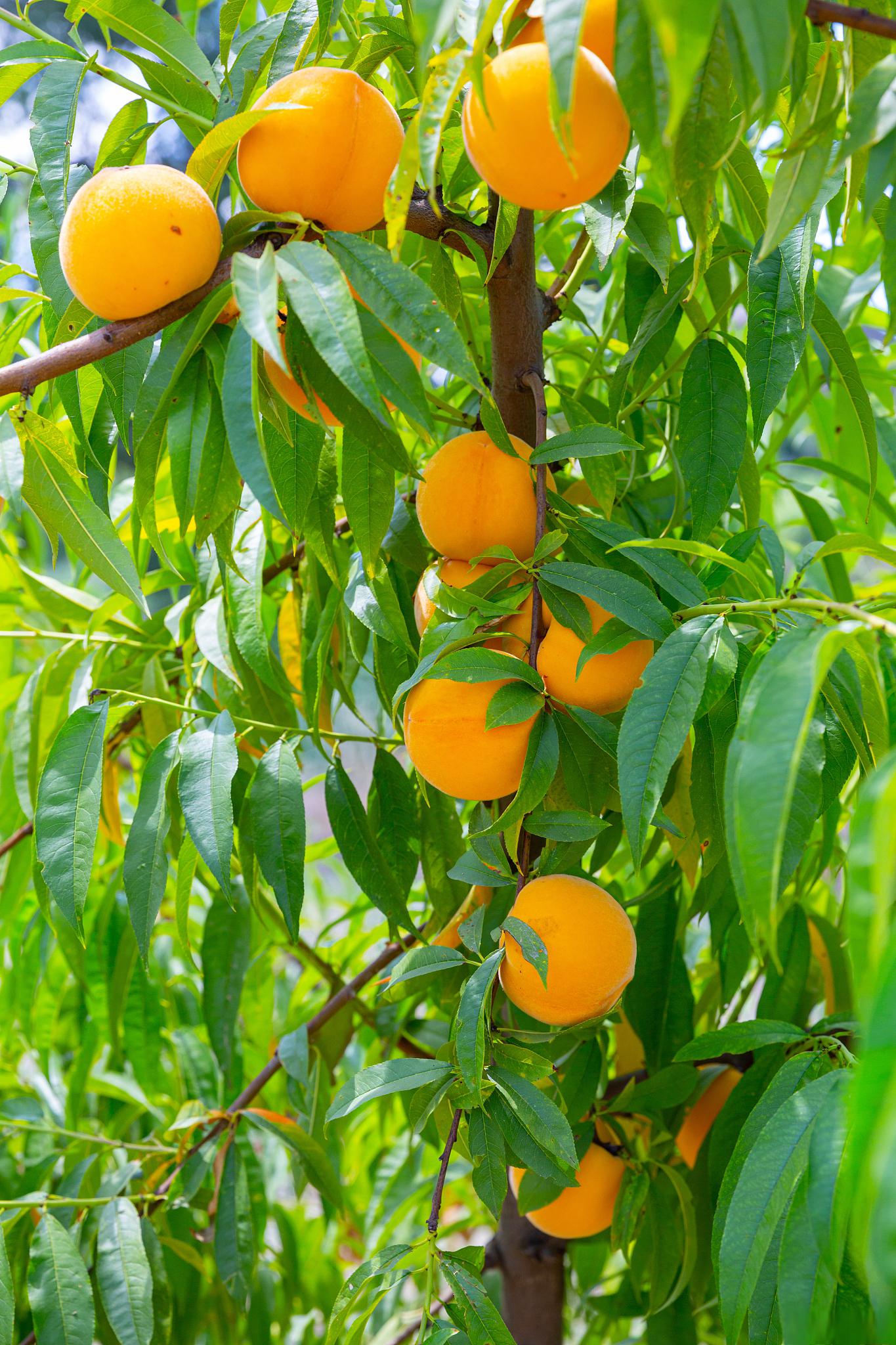 怀孕前三个月的健康之选:桃子 怀孕前三个月是胎儿生长发育的关键时期