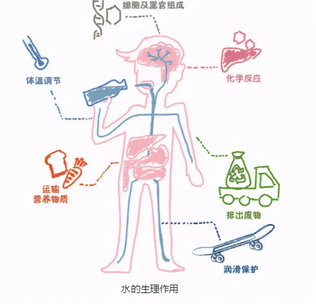 人体水液代谢示意图图片