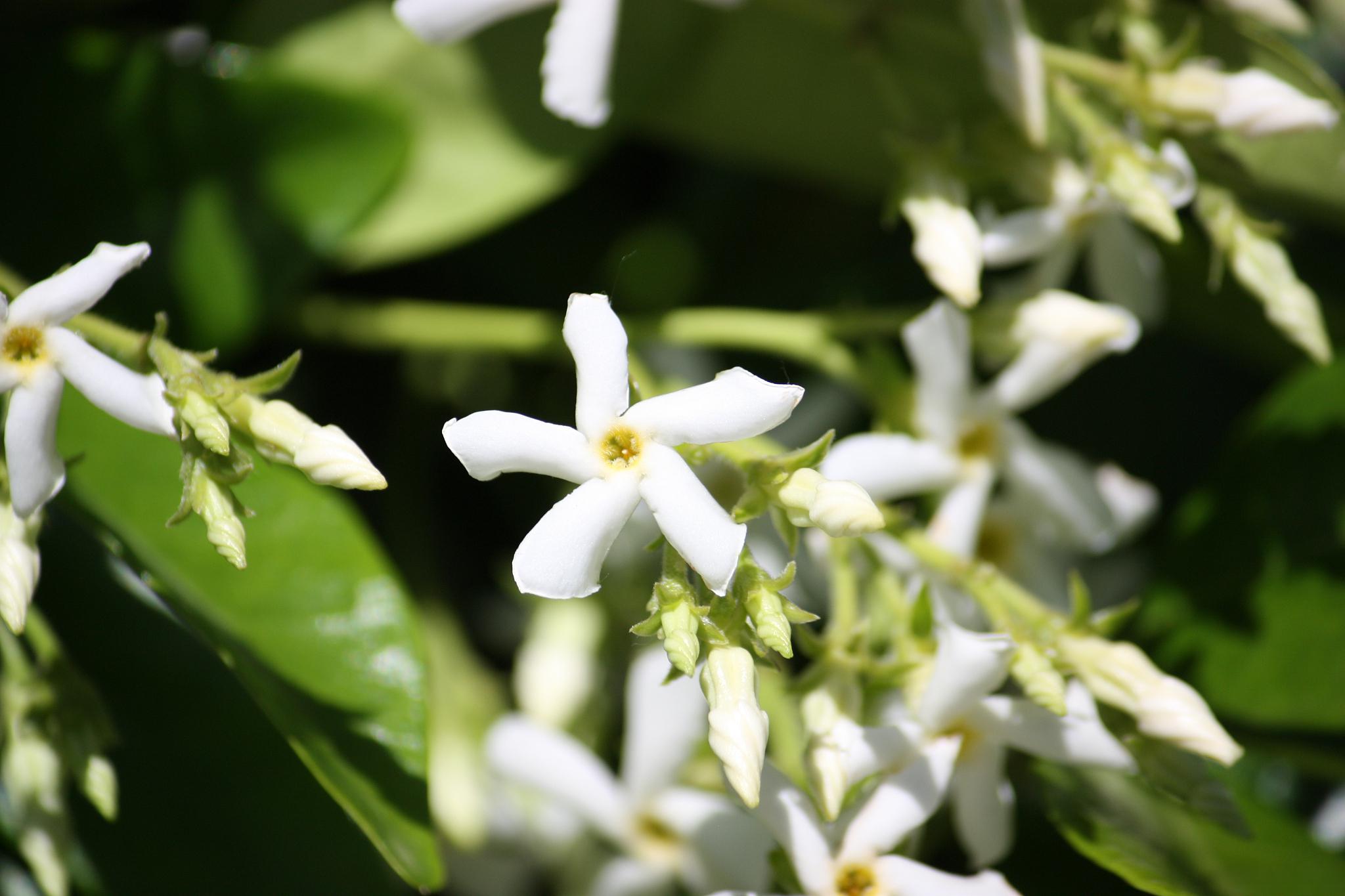垂丝茉莉的扦插繁殖方法 垂丝茉莉是观赏植物中最为常见的一种,有着