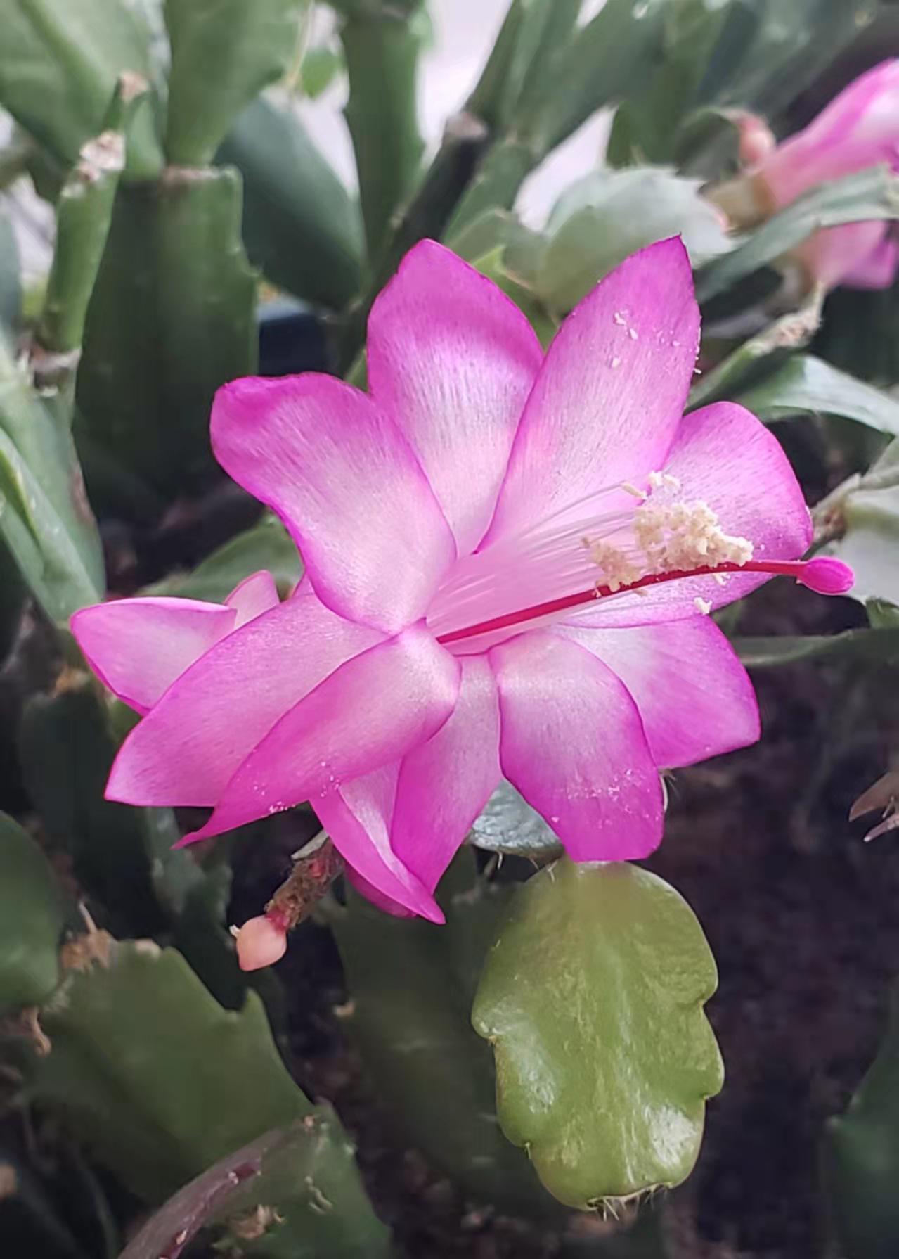 蟹爪兰养护指南 蟹爪兰是一种在秋冬季开花的花卉,因为它是短日照花卉