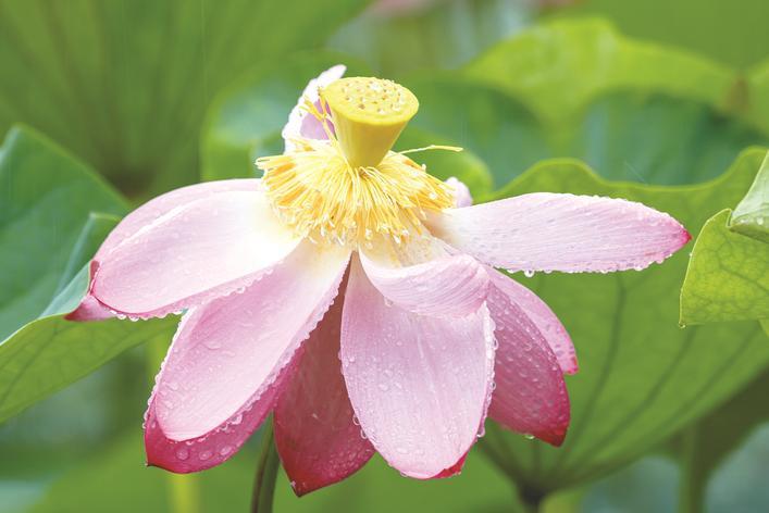 净月潭荷花赏花攻略 目前,长春净月潭景区内赏荷正当时,荷花娇艳,荷香