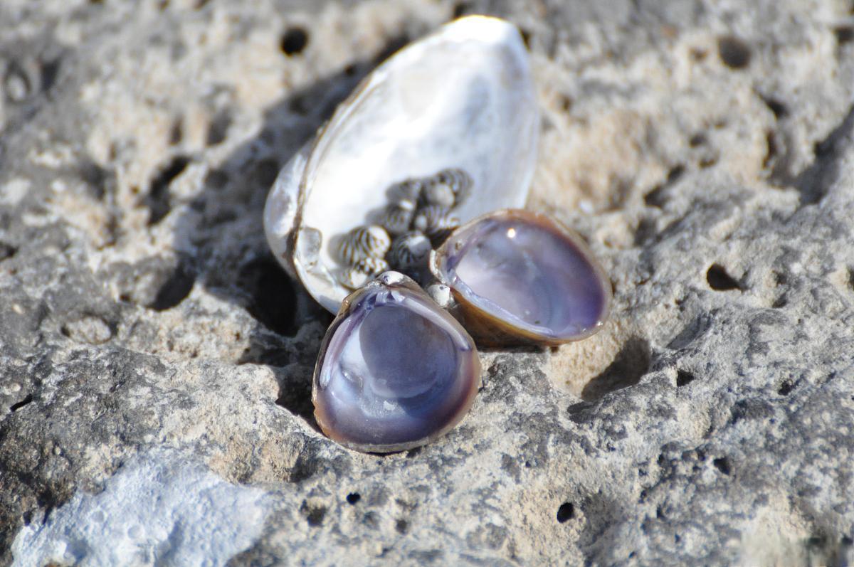 女子称老公吃贻贝吐出多颗珍珠 浙江丽水的柳女士网购贻贝后,发现老公