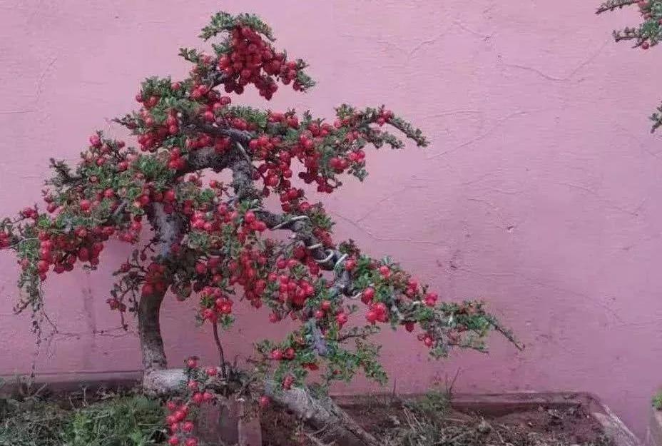 红花荀子开花图图片