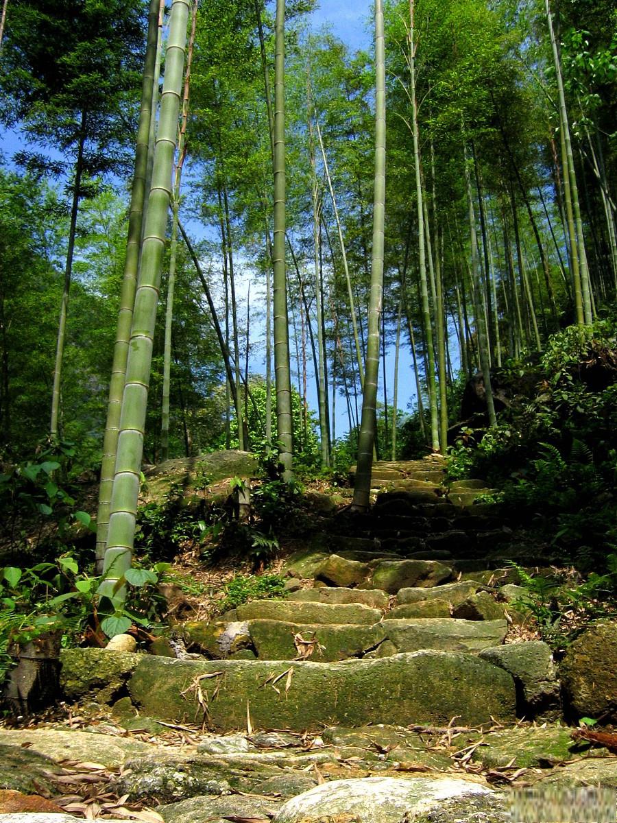 茶山竹海景区图片