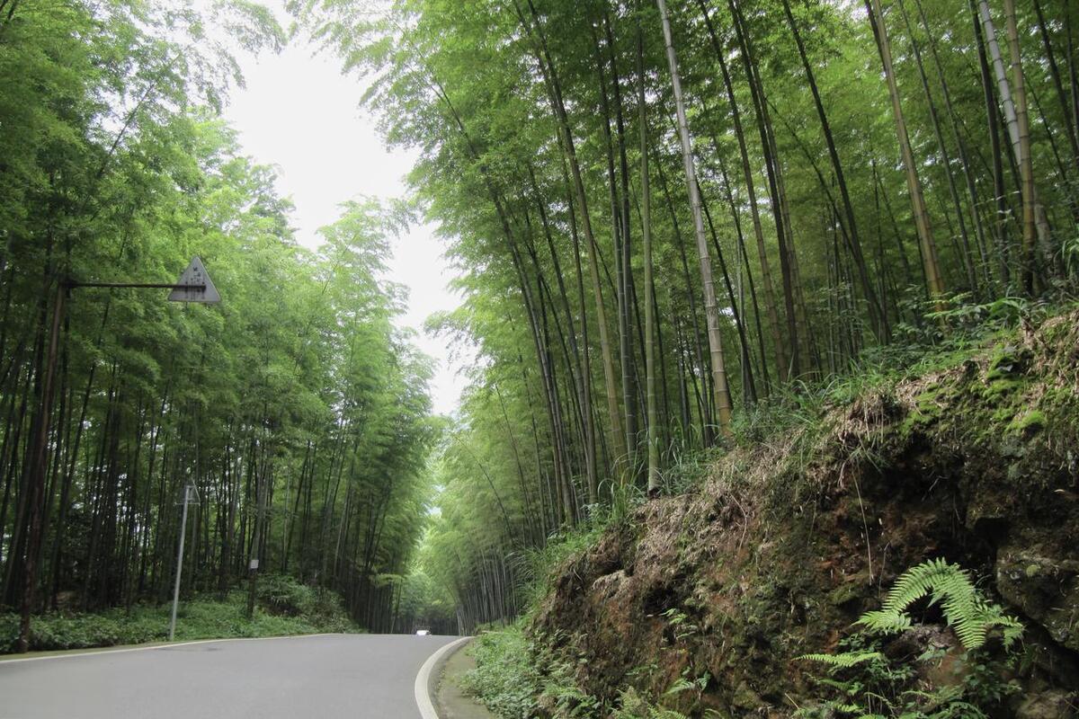 永川茶山竹海,重庆周边游必去景点 从重庆主城出发,只需要一个半小时