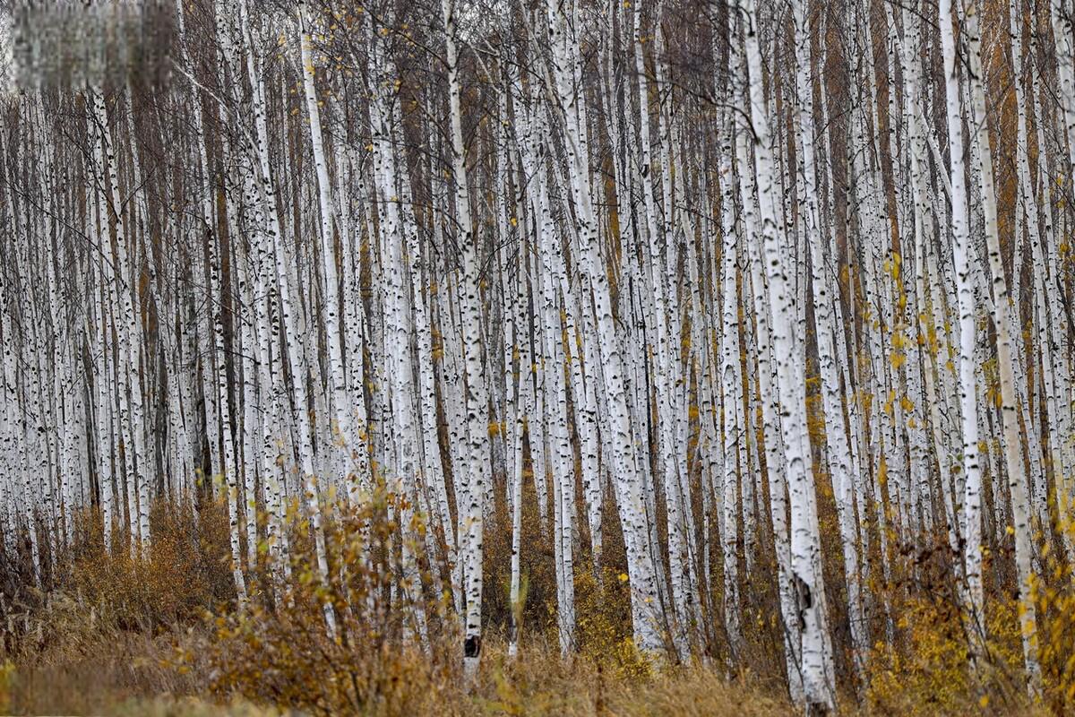 黑龙江大兴安岭的白桦林 黑龙江大兴安岭的白桦林,仿佛是一个繁花似锦
