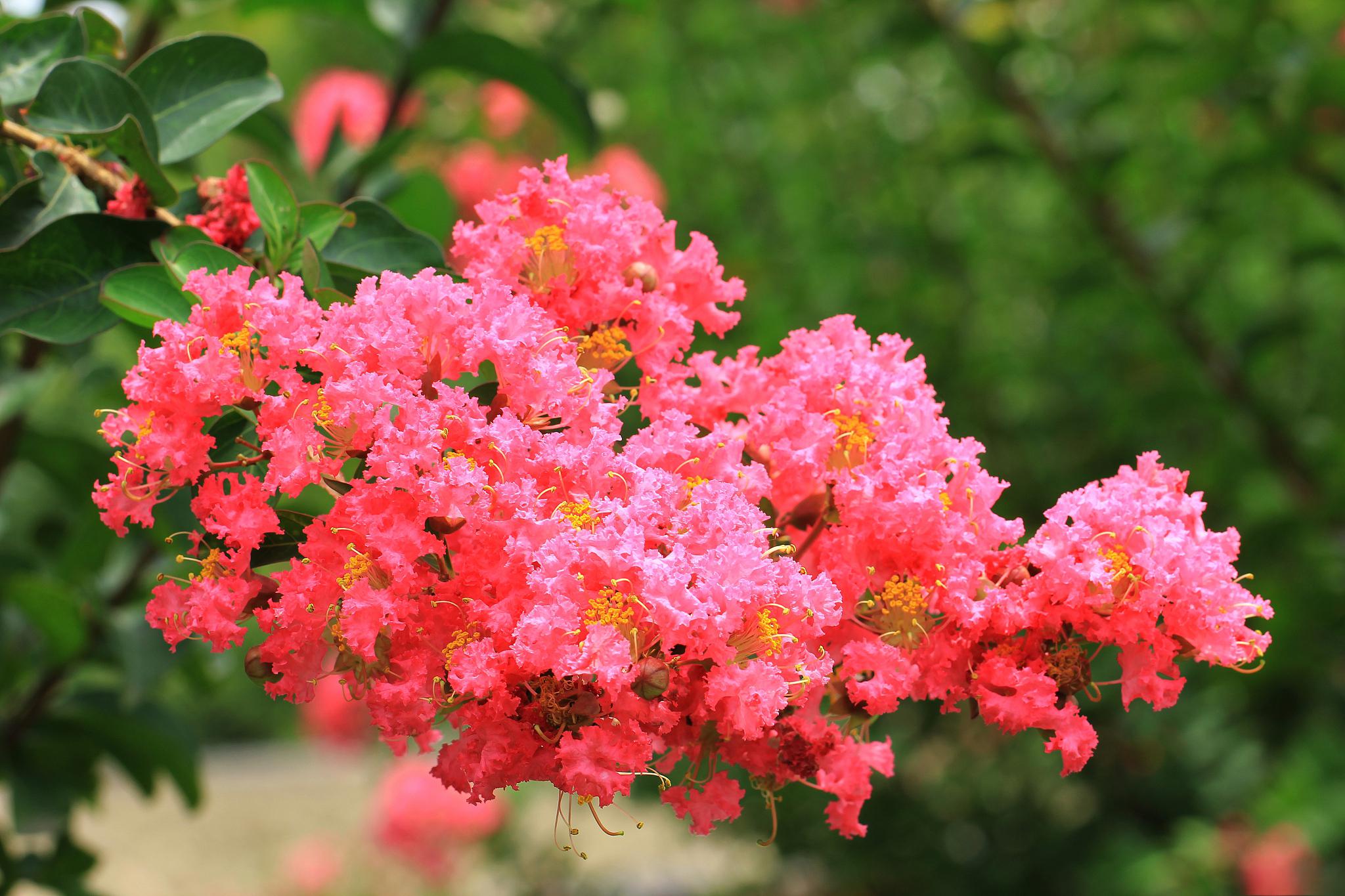 紫薇花盆栽养护指南 紫薇花作为一种常见的园林绿化苗木,因其艳丽的花