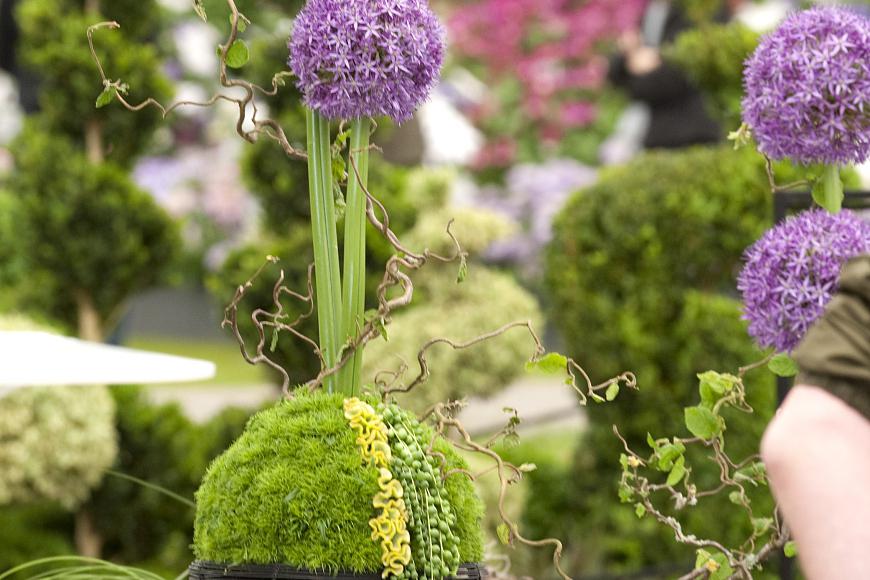 羽叶洋葵:美化家居与环境的秘密武器 羽叶洋葵,又称羽扇葵,羽状叶葵