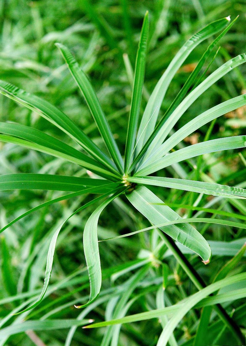 风车草属多肉植物大全图片