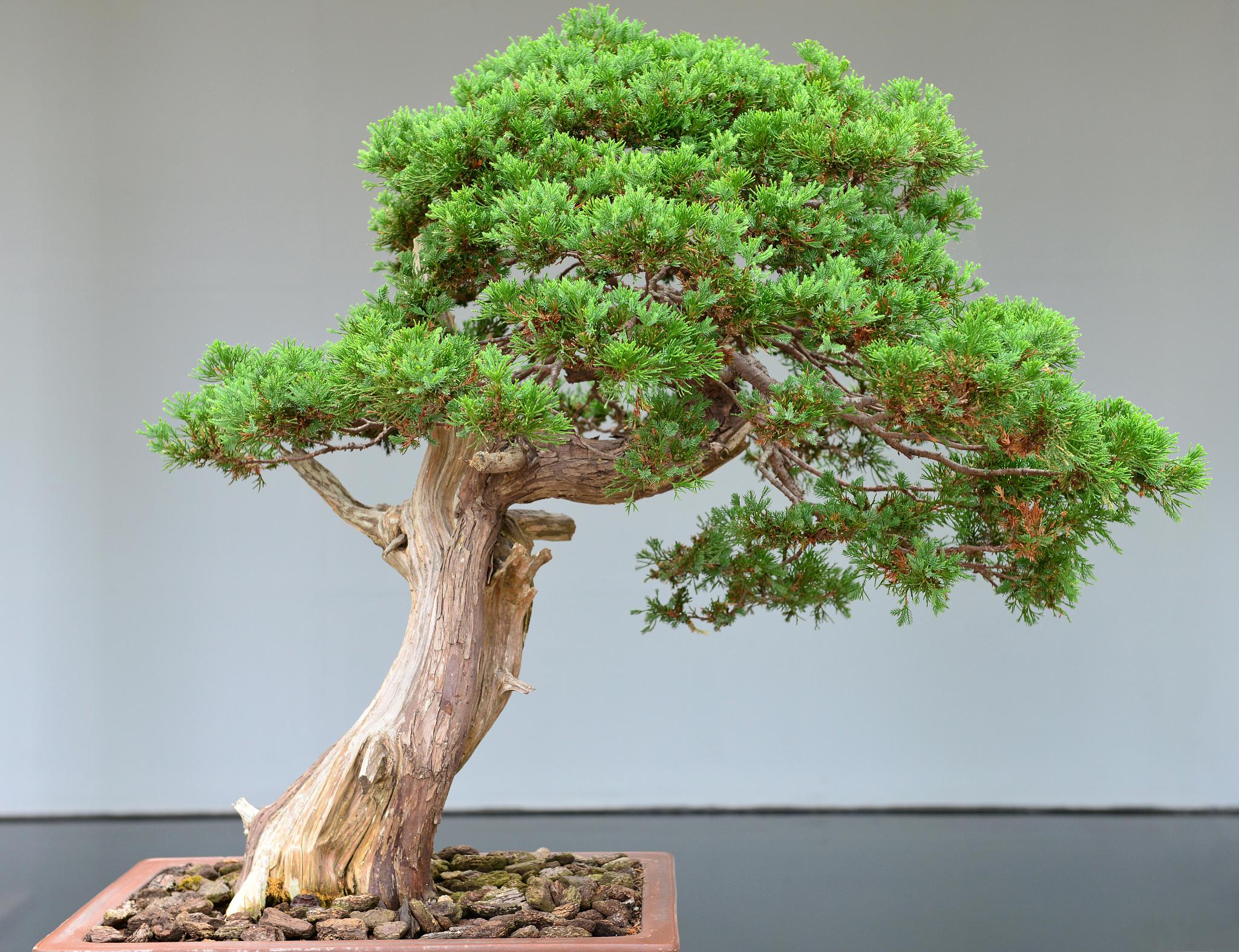 地柏盆景的养殖方法和注意事项 地柏(学名:juniperus horizontalis)是