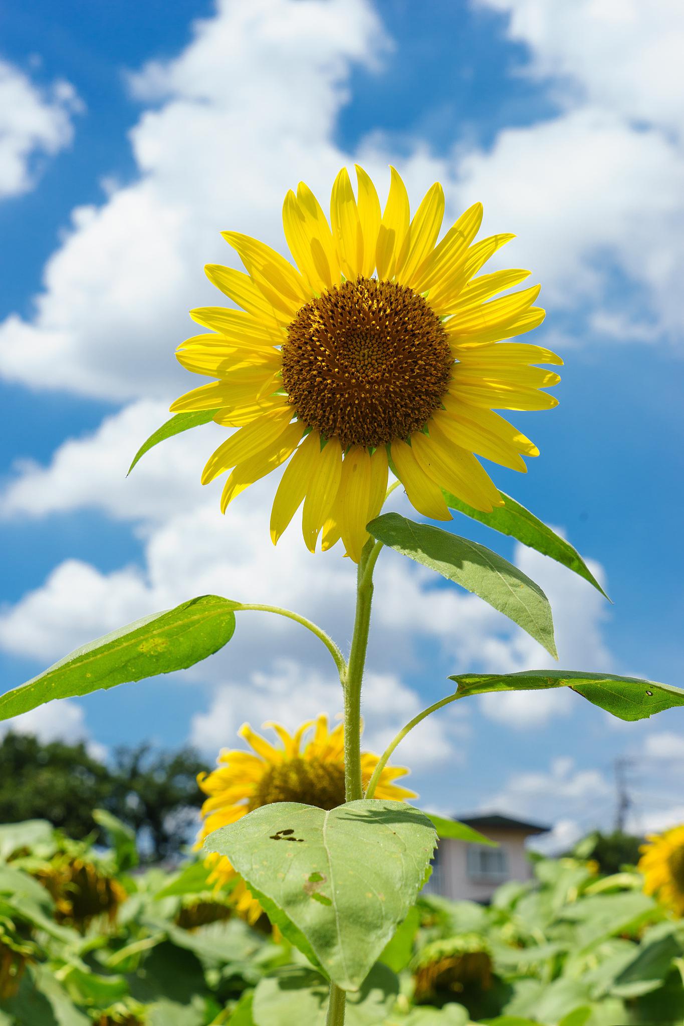 向日葵的海洋 🌻小太阳 这些花儿就像一颗颗小太阳,在田野里组成了