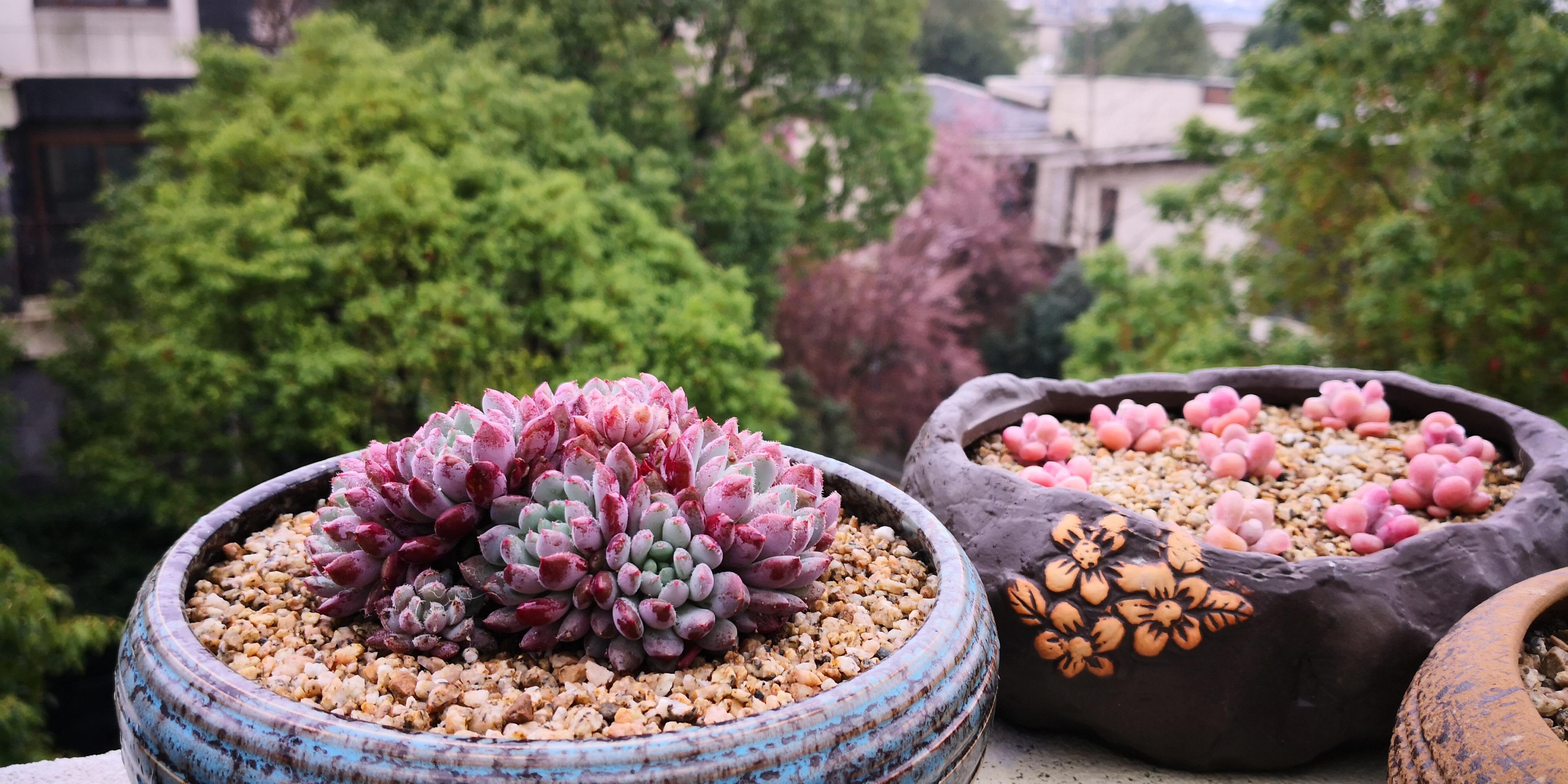 多肉植物的养护方法 多肉植物的养护方法如下:阳光,浇水,排水,温度