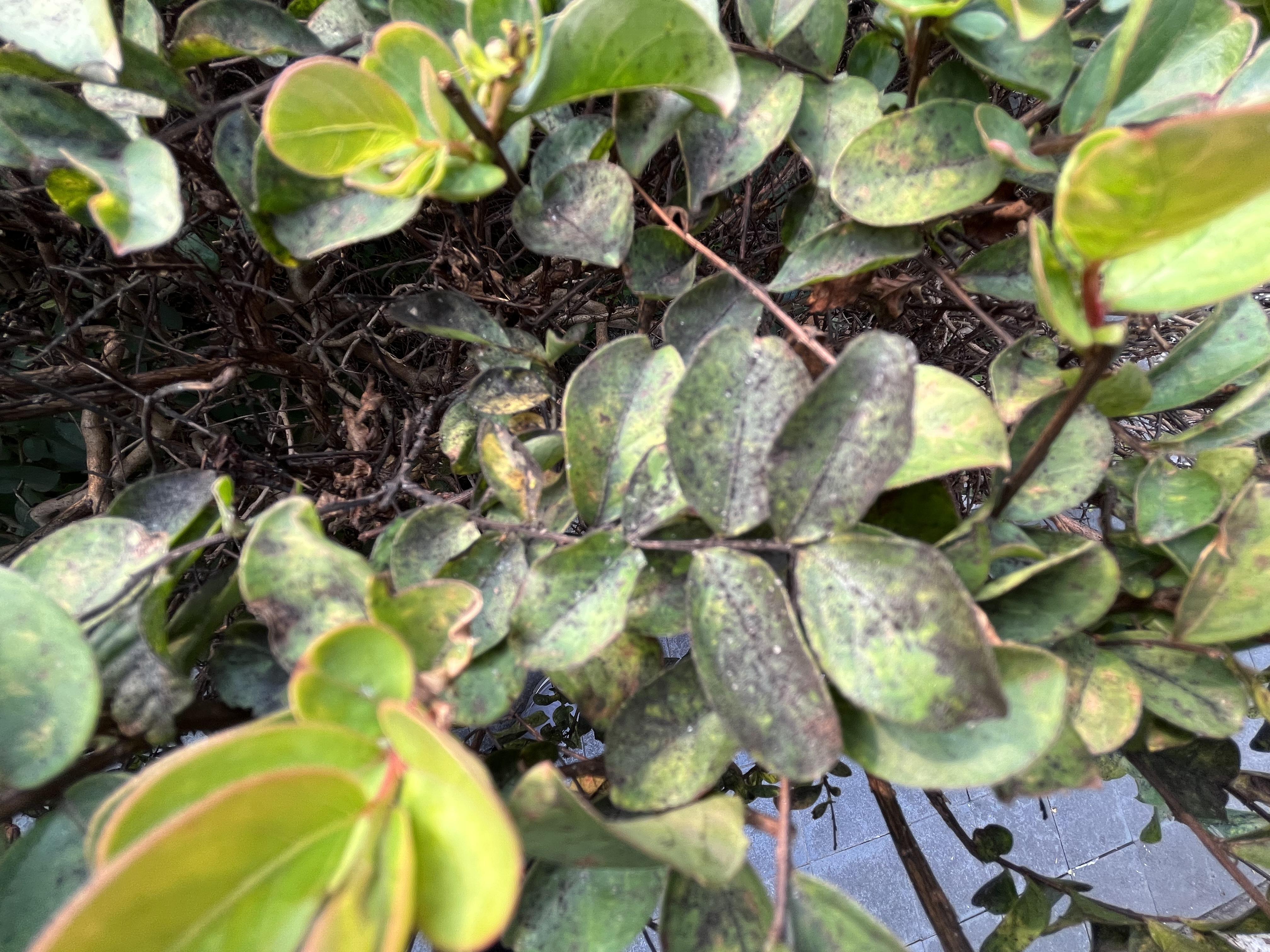 园林植物秋季常见病害及防治方法 白粉病,炭疽病,煤污病,黑斑病,锈病