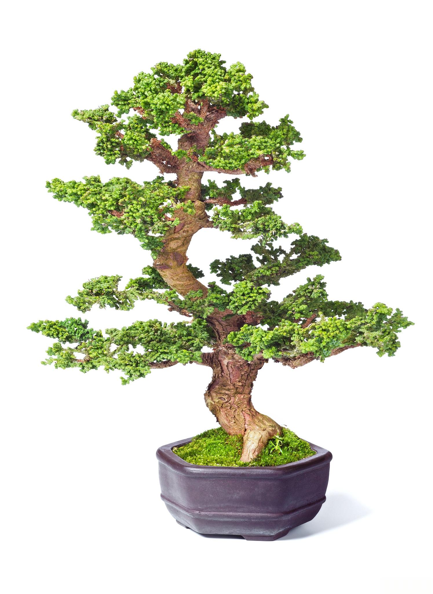 福建茶盆景,是一种具有独特魅力和生态价值的植物,它的生态习性十分