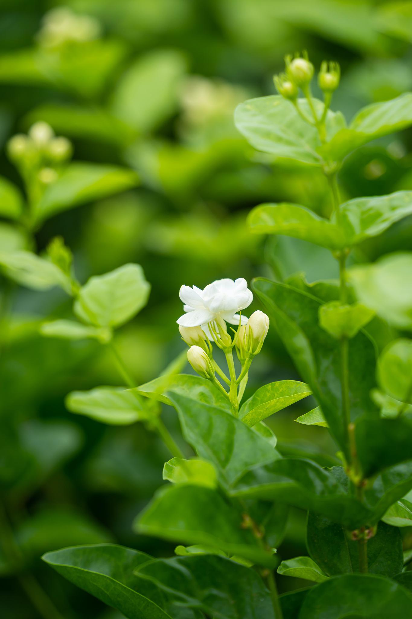 茉莉花的家庭养殖技巧 茉莉花