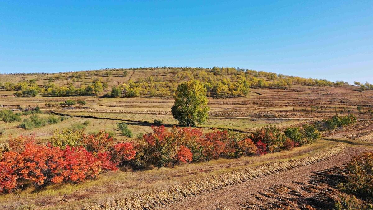 黄的金秋季节,美景令人目不暇接,流连忘返在这片如诗如画的金黄秋景中