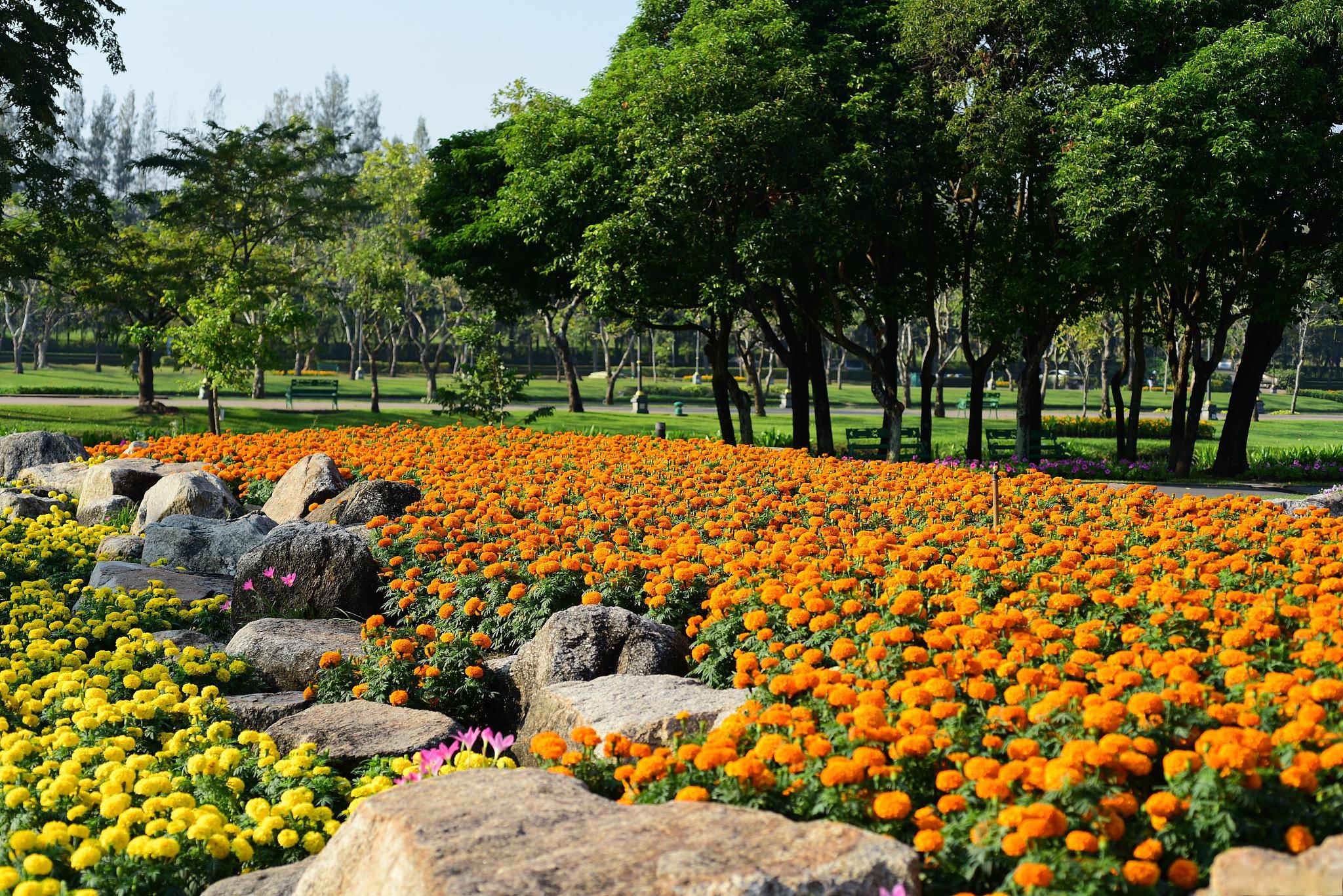 丽水华东植物园效果图图片