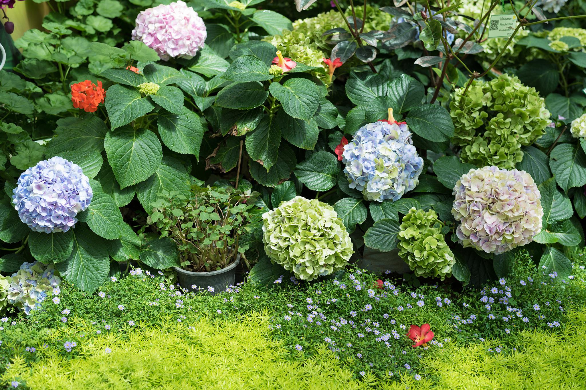 太阳神殿绣球花的优缺点 绣球花是一种极具观赏性的植物,其中太阳神殿