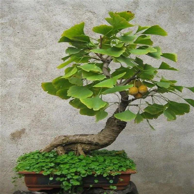 3种寿命超长的镇宅树,家里养一盆,能做传家宝!