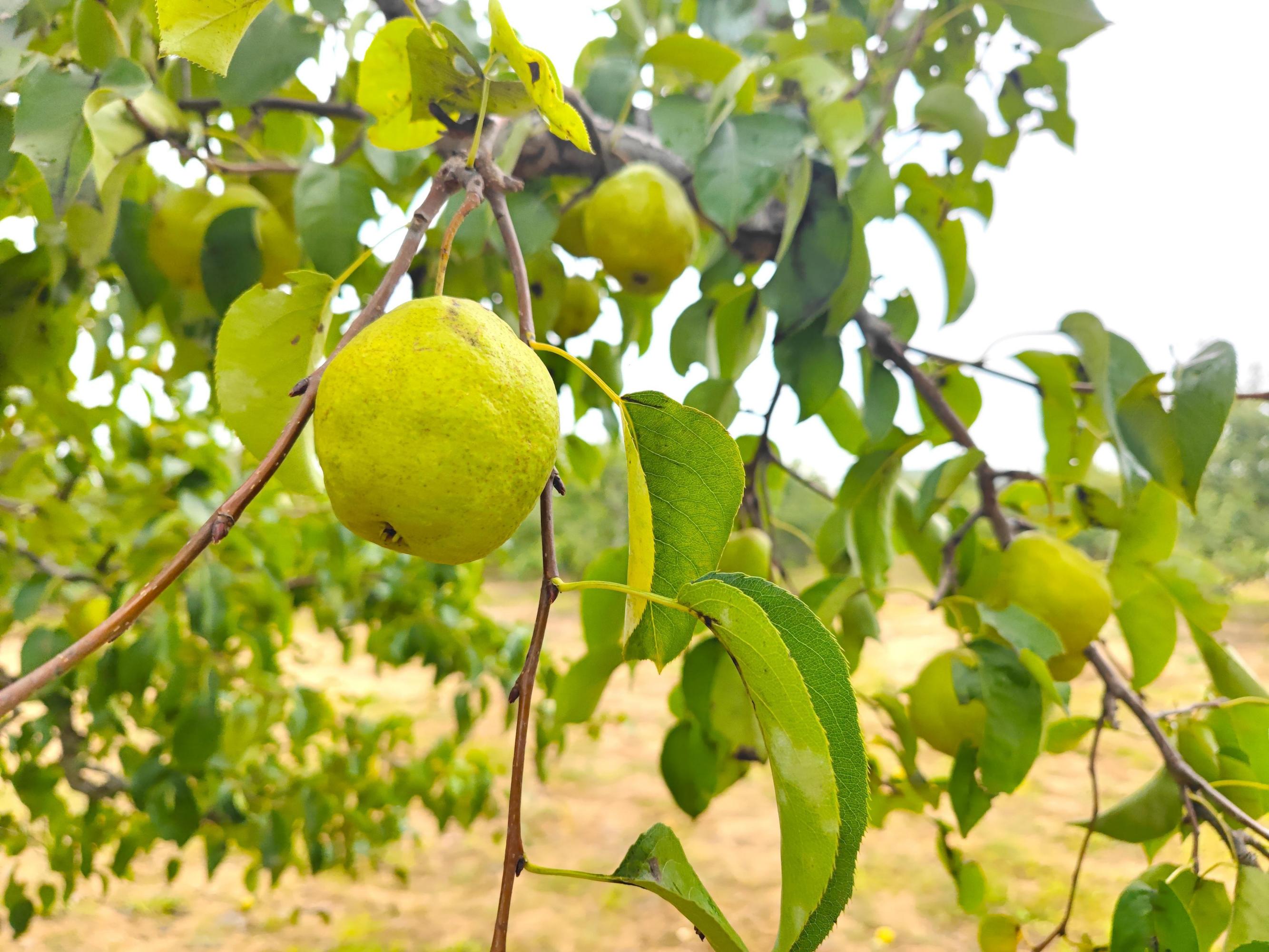 北京庞各庄梨花村采摘园 转眼间北京已经入秋,空气中也少了一些灼热