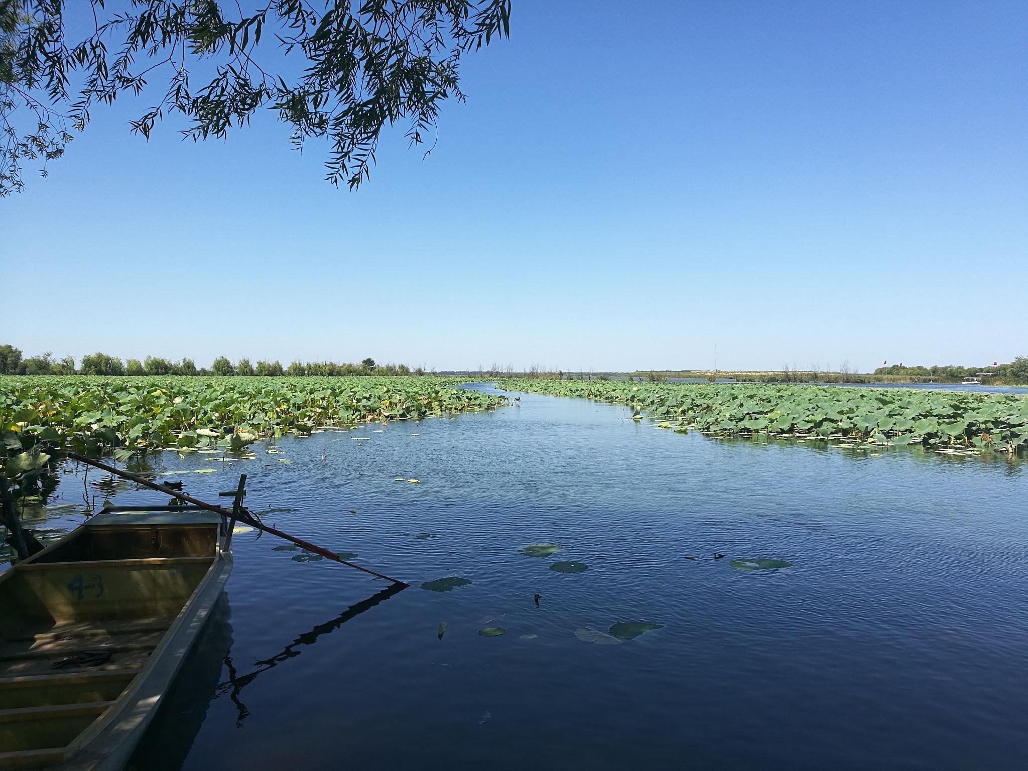 白洋淀,河北夏日乐趣 夏季去哪.@简白的旅行的动态