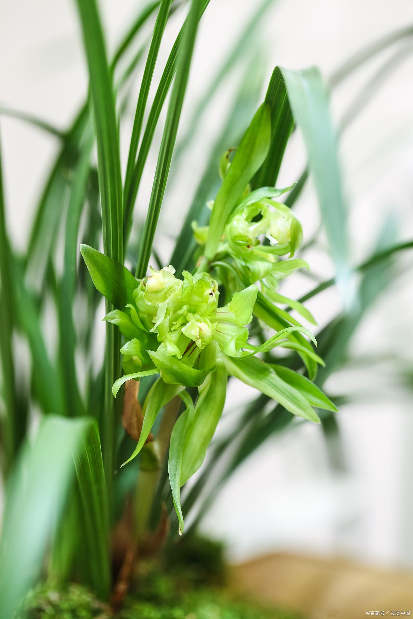 兰花换盆后的正确浇水方法 兰花