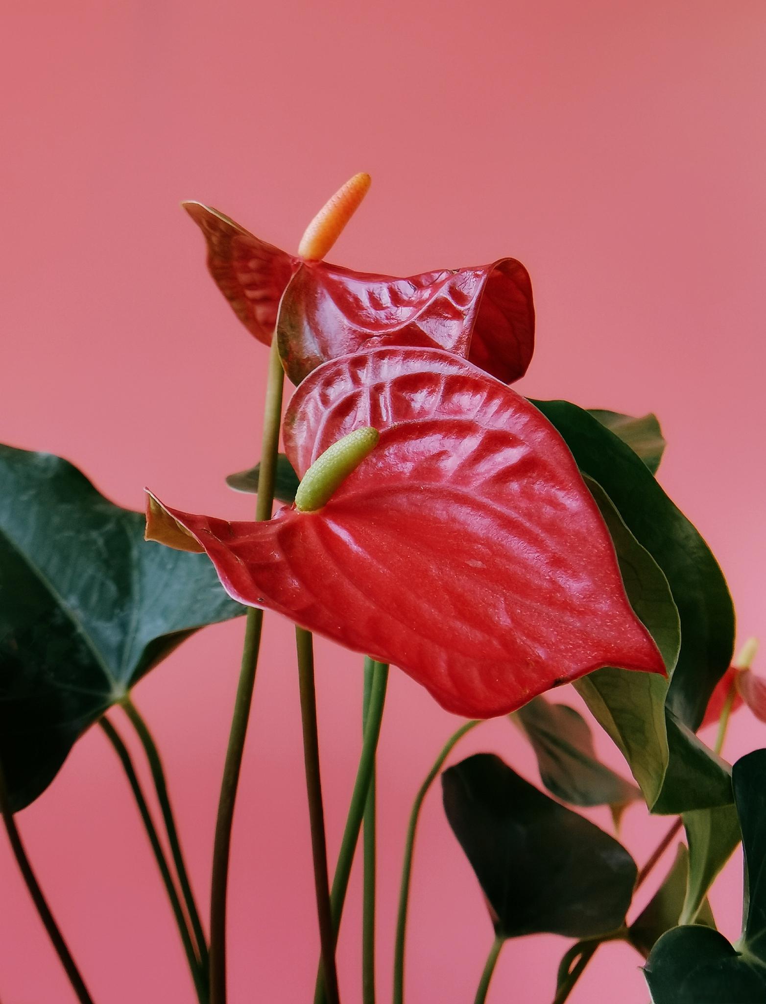 红掌的养殖方法和注意事项 红掌(学名:anthurium andraeanum)是一种