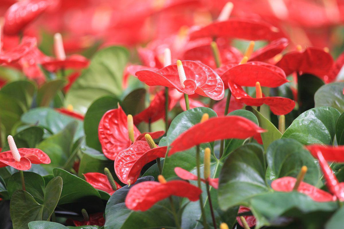 红掌的养殖方法和注意事项 红掌(学名:anthurium andraeanum)是一种