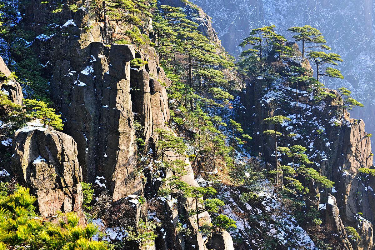 而在黄山的众多奇松中,迎客松无疑是知名度最高,最具代表性的一棵.