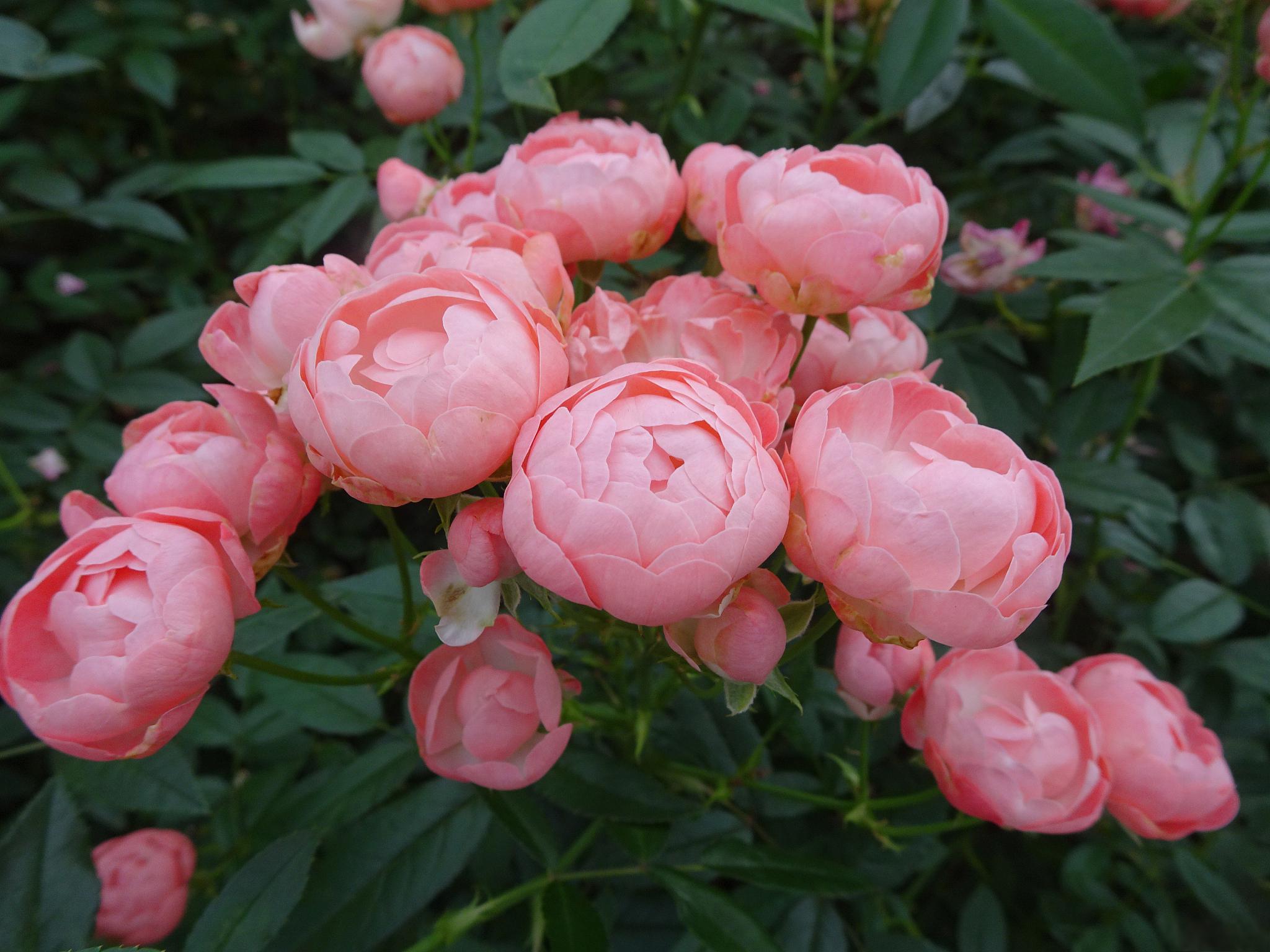 铃之妖精月季的优缺点 铃之妖.@漫游世界的风的动态