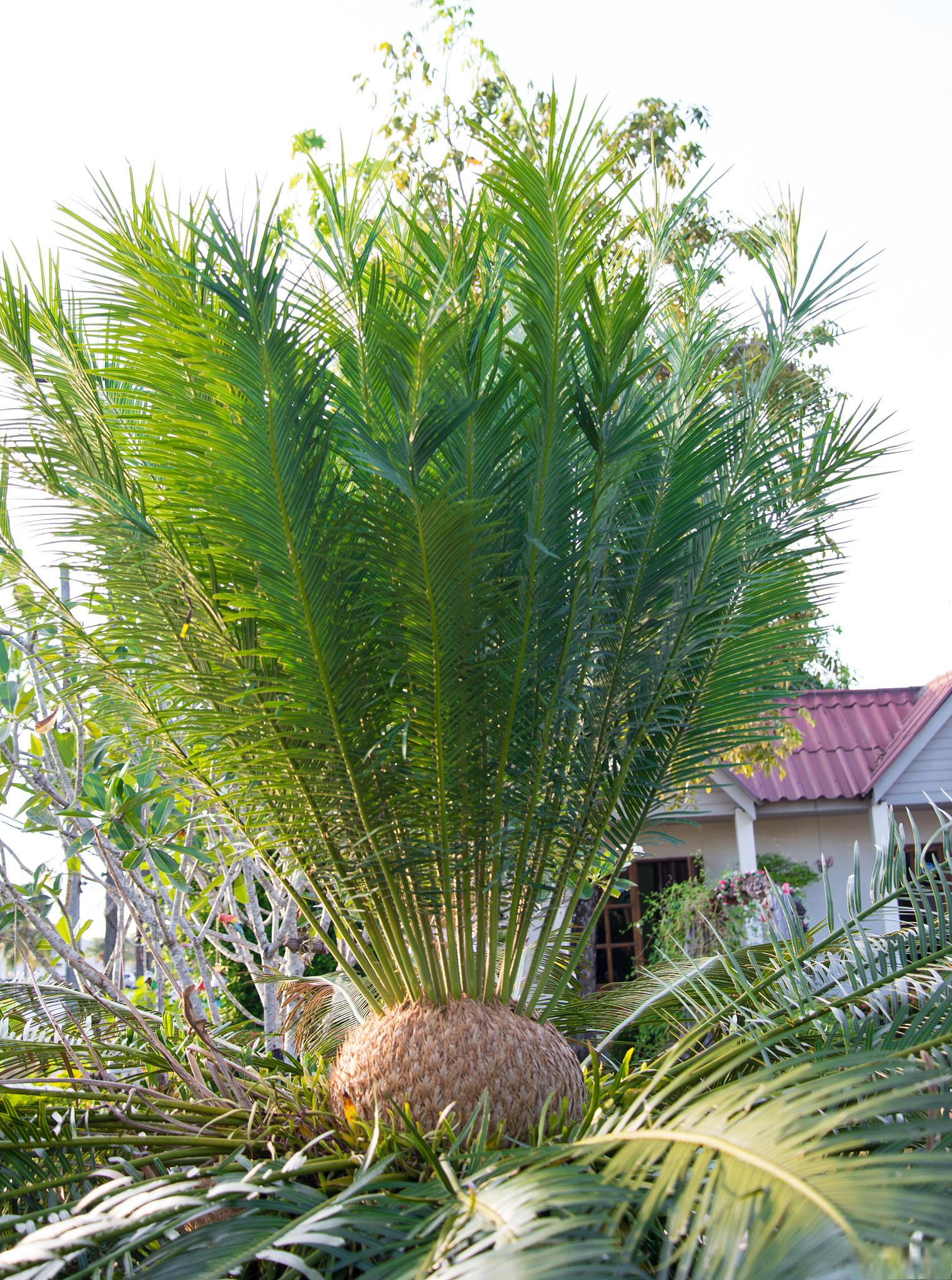 太空铁树的养殖方法和注意事项 在繁忙的都市生活中,我们都渴望拥有一