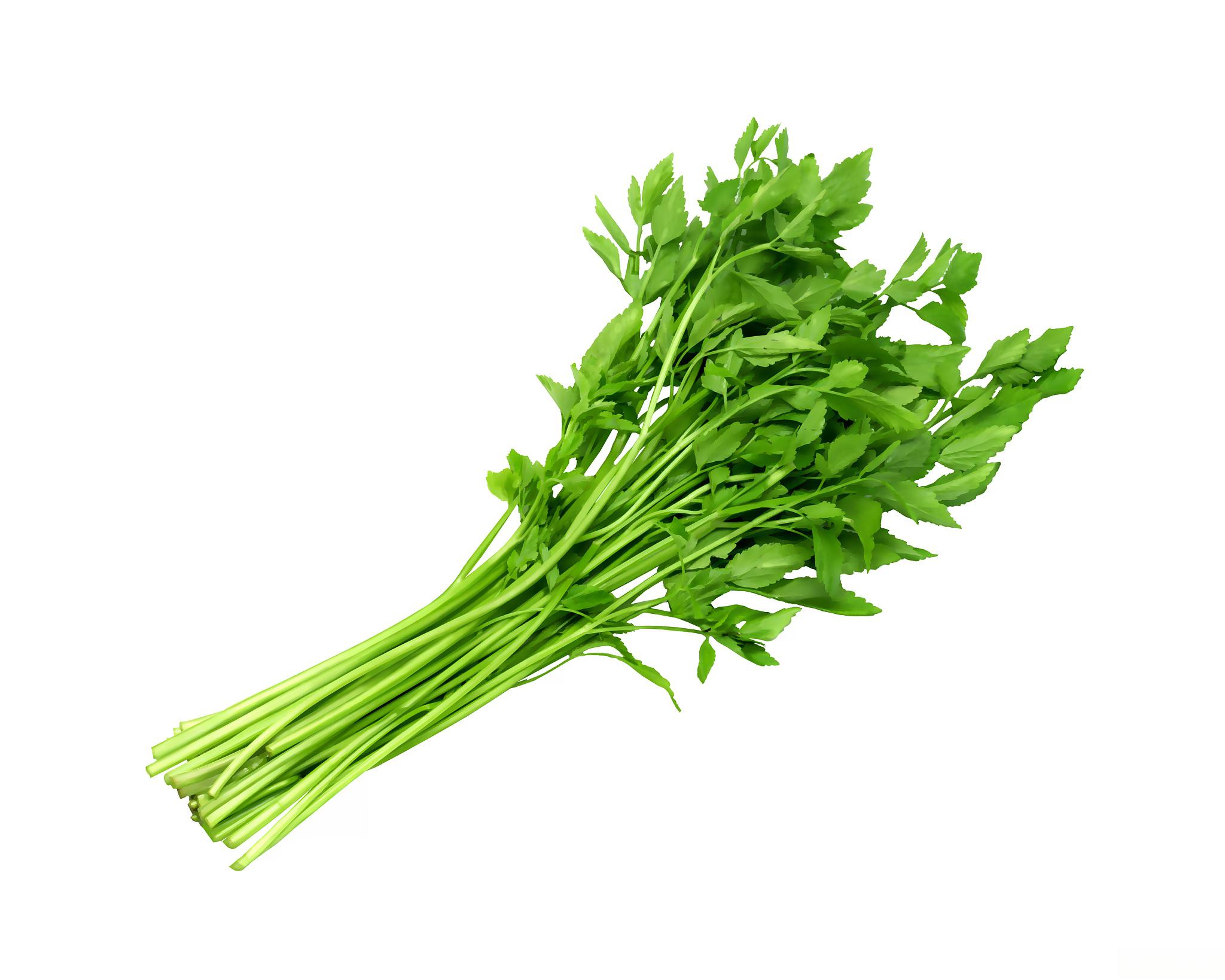 这个季节,水芹菜可是个热门食材.