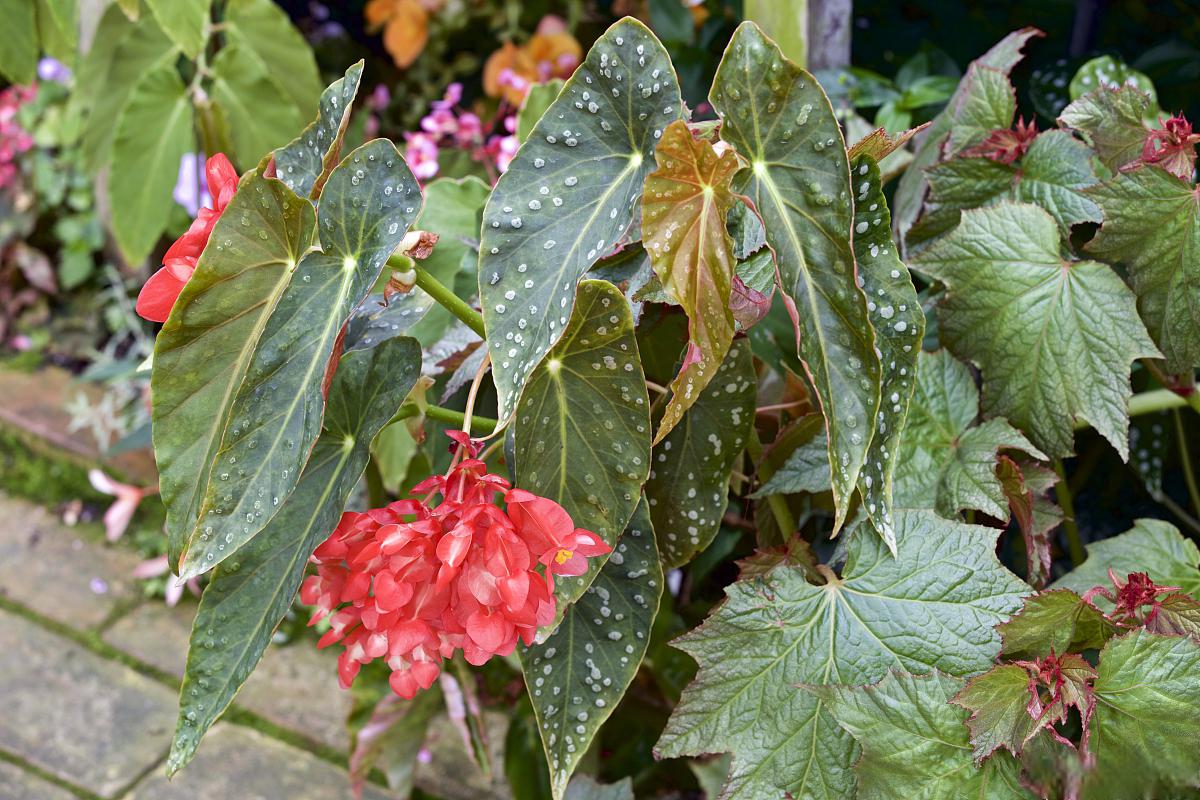 斑叶竹节秋海棠的养护方法 斑叶竹节秋海棠是一种观赏植物,其叶片呈